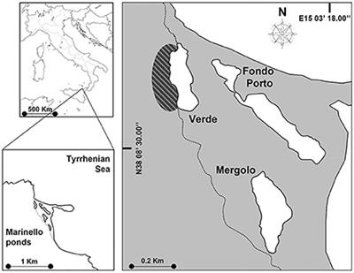 Coexisting with the alien: Evidence for environmental control on trophic interactions between a native (Atherina boyeri) and a non-indigenous fish species (Gambusia holbrooki) in a Mediterranean coastal ecosystem